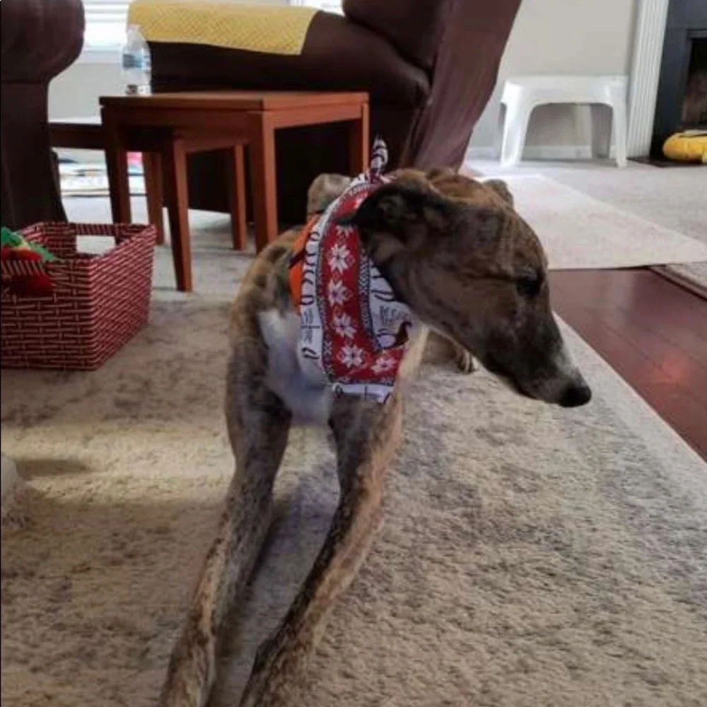 PET BANDANA